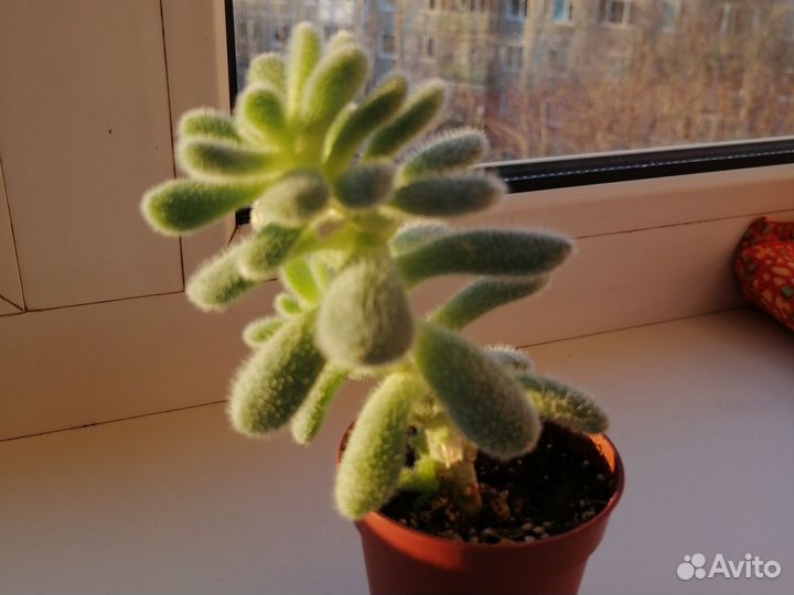 Седум хинтона