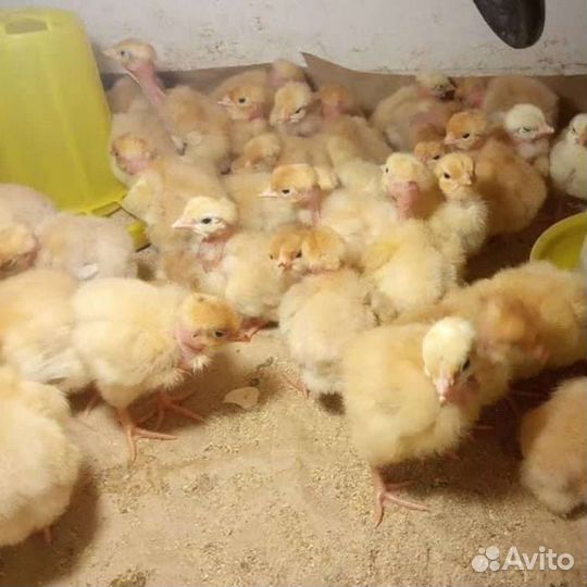 Цыплята