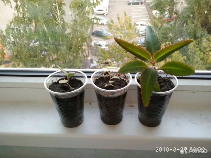Каланхоэ