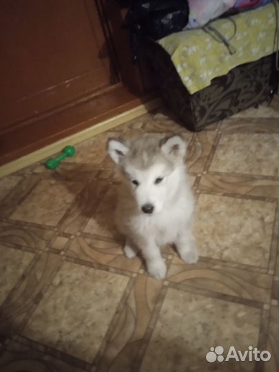 Аляскинский маламут