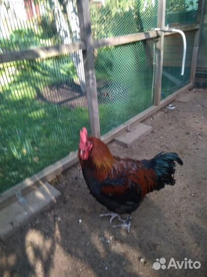 Петух Маран