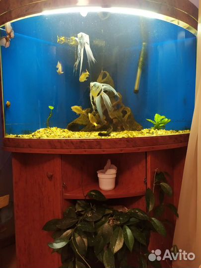 Аквариум