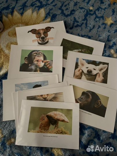 Пособия для логопедов. Артикуляционная гимнастика