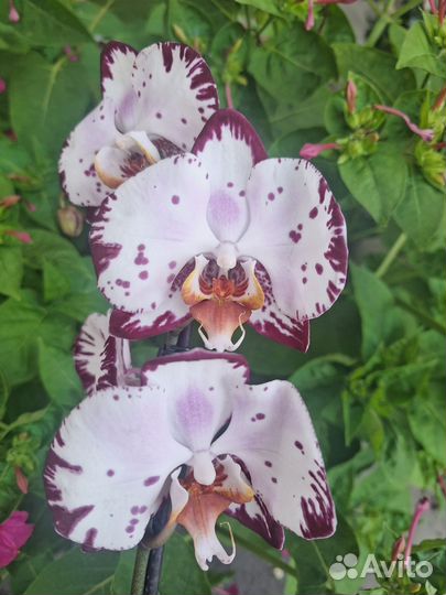 Сортовая орхидеия фаленопсис - 2