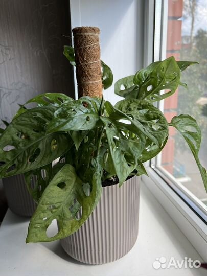 Монстера адансона