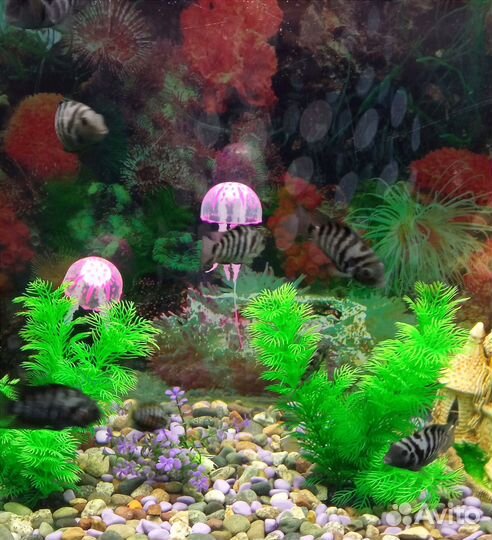 Аквариумные рыбки