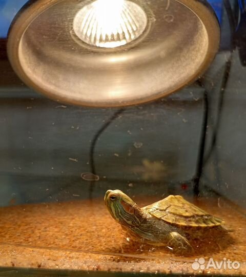 Аквариум с маленькой черепашкой