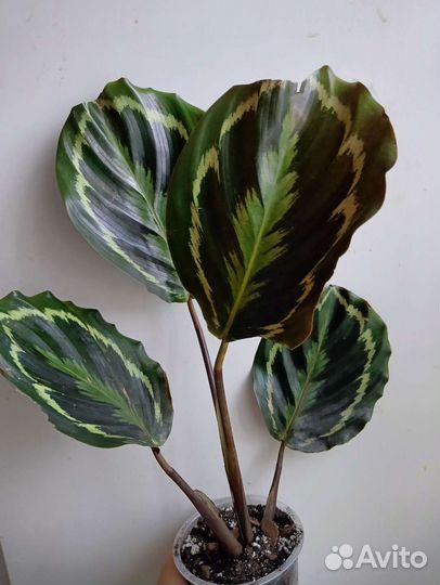 Калатея медальон