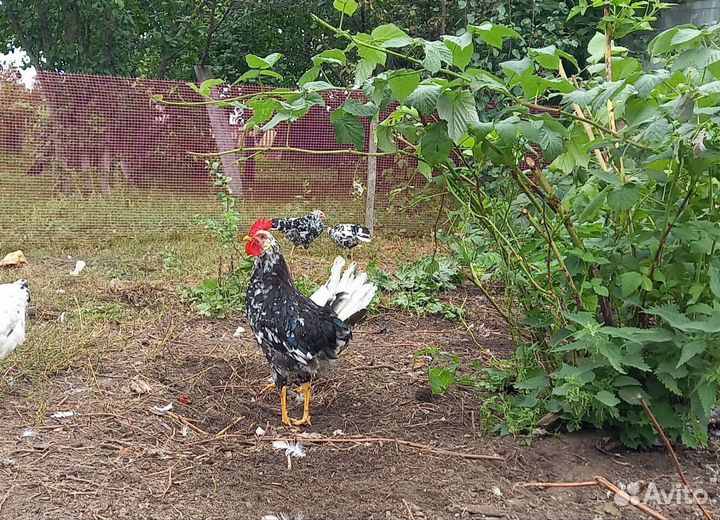 Молодой петух породы леггорн далматинец
