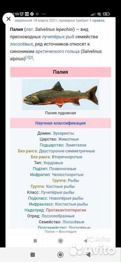 Лосось(Палия)