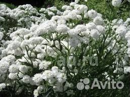 Гипсофила (тысячелистник жемчужница )