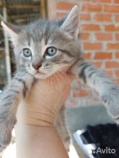 Котенок мальчик негде жить