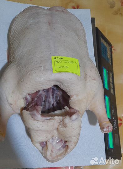 Утка домашняя мясо