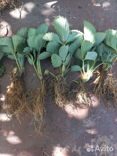 Рассада клубники