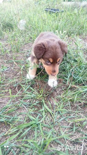 Щенки