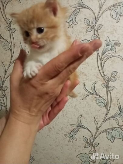 Котята бесплатно