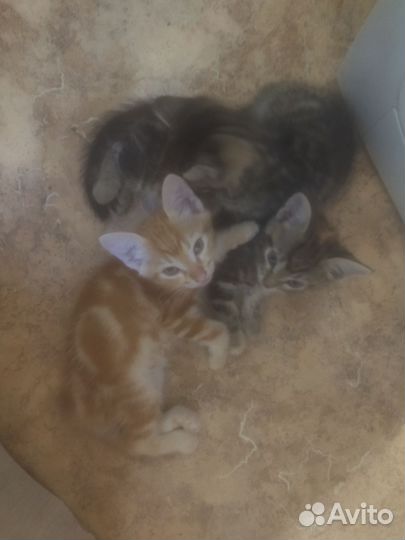 Кошка в дар