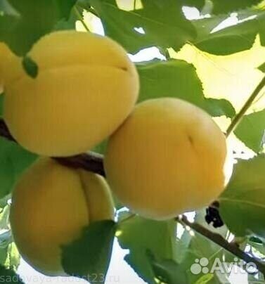 Саженцы абрикос