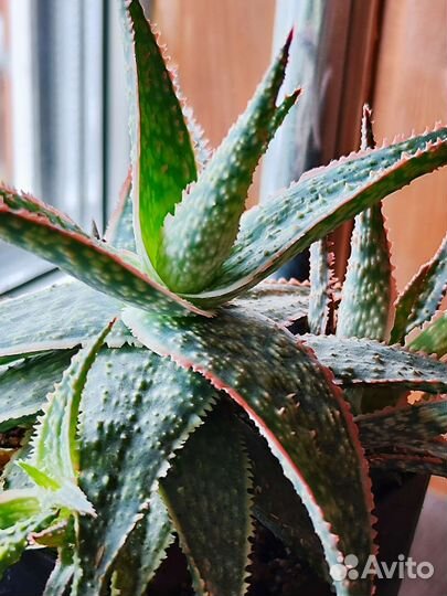 Хавортии, гастерии, алоэ