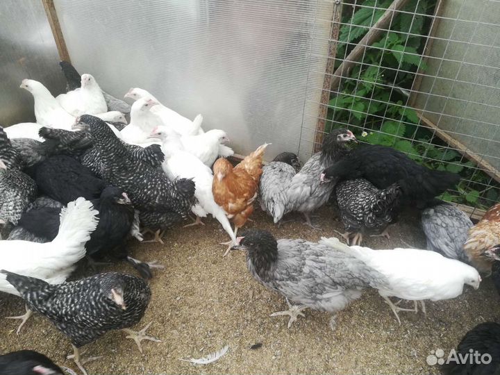 Куры молодки