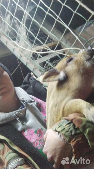 Поросята Кармалы