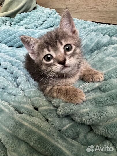 Кошечка для плюса к Вашей карме