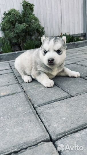 Щенки хаски