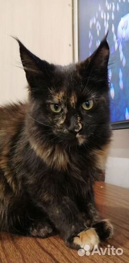 Люси котята