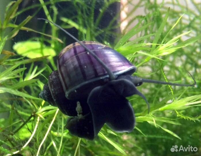 Улитки,красная нимфея