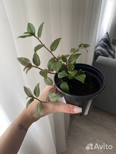 Традесканция комнатные цветы