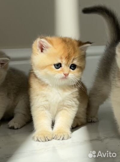 Котята