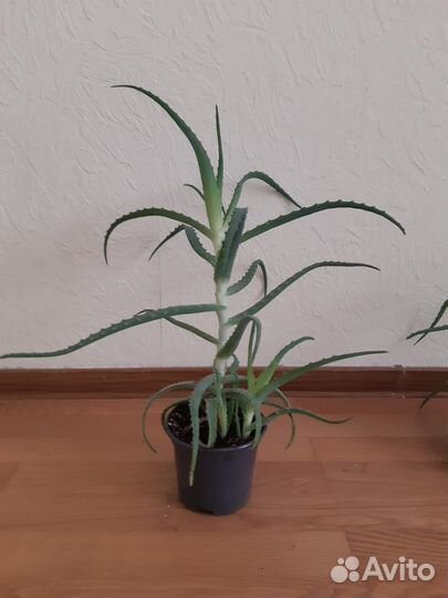 Алоэ, отростки