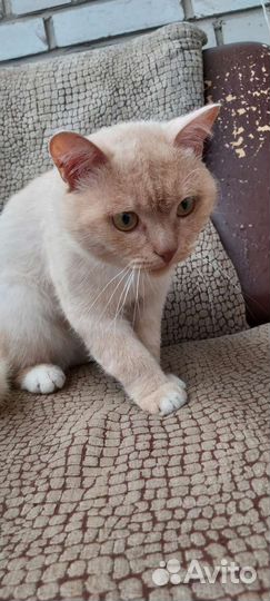 Кот в дар персиковый