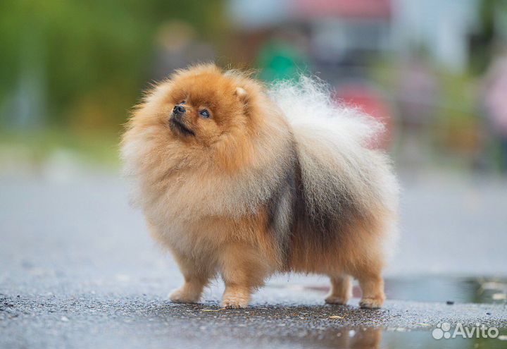 Померанский шпиц мини (22 см) вязка кобель
