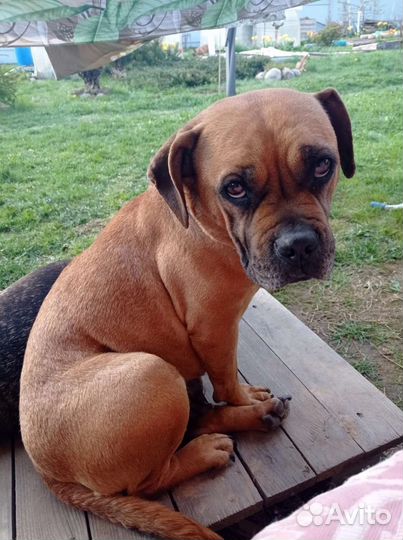 Бульдожка - спасеныш, бесплатно, из разведения