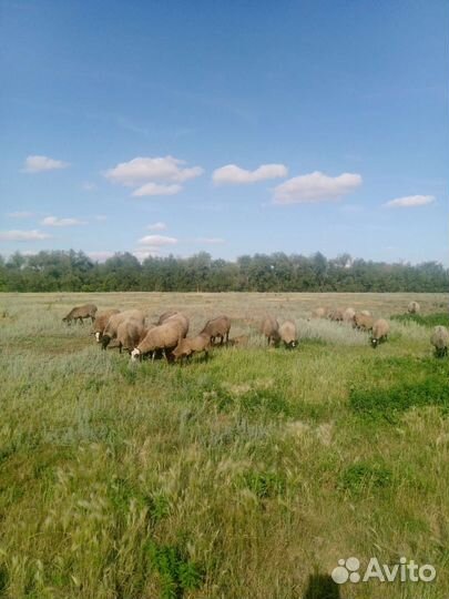 Овцы романовские