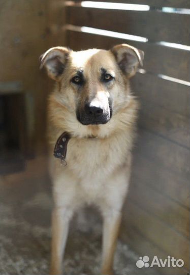 Собаки из приюта некрасовка