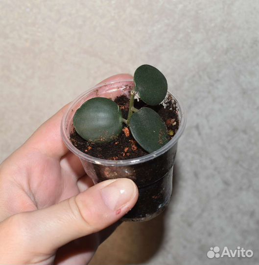 Ксеросициос Дангви