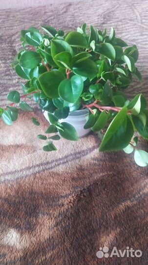 Домашние цветы взрослые