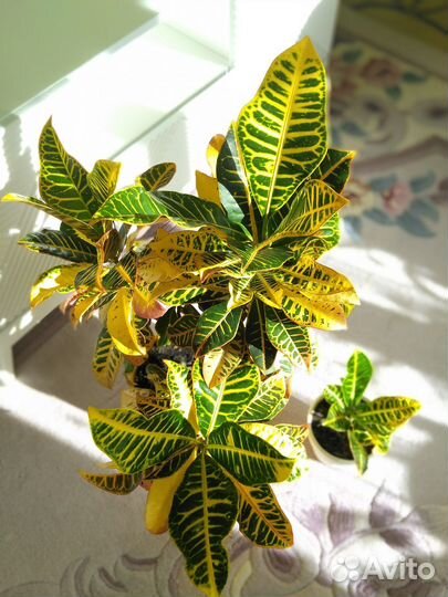 Кодиеум кротон