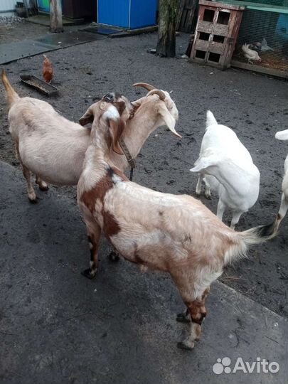 Англо нубийские козы