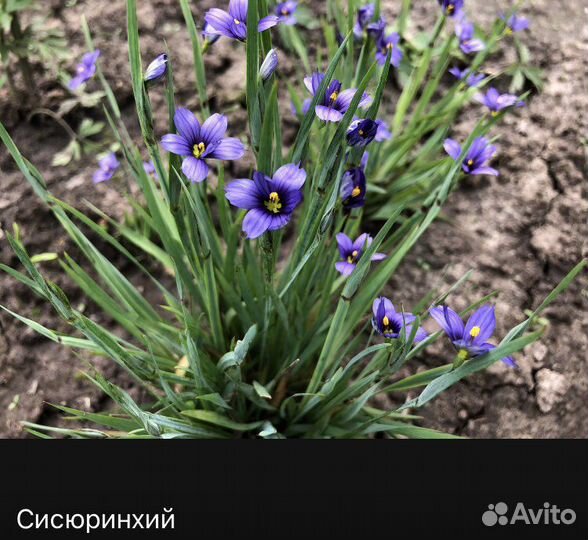 Цветы, для сада, без пересылки, из рук