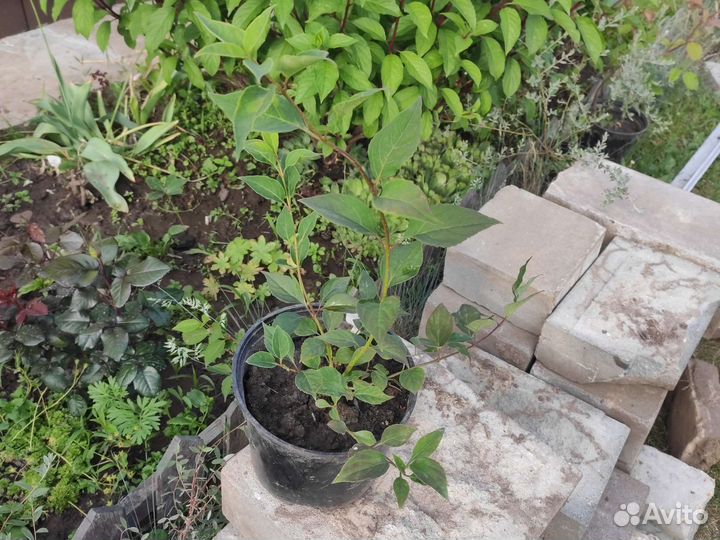 Айва великолепная и декоративные кустарники