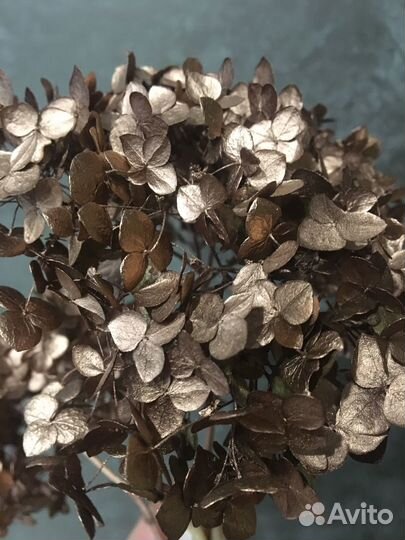 Гортензия стабилизированная