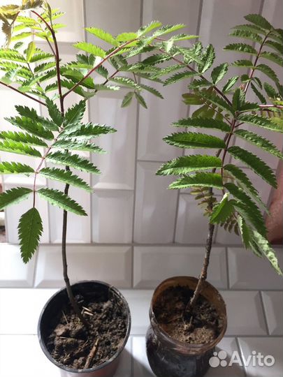 Саженцы сладкоплодной рябины 