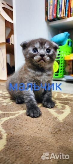Шотландские вислоухие котята