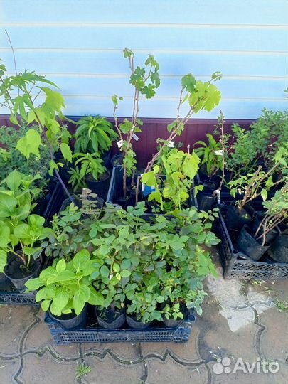 Растения. Гортензия