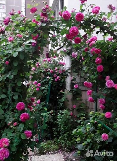 Саженцы легендарной розы Duchesse Cambridge