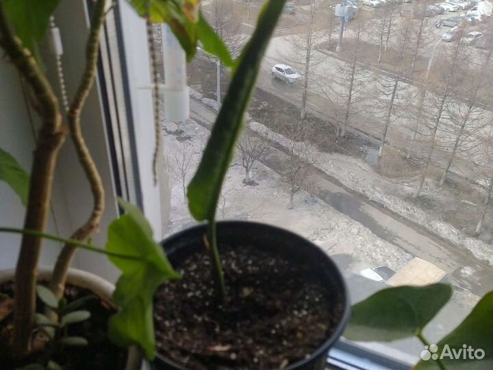 Спацифилум