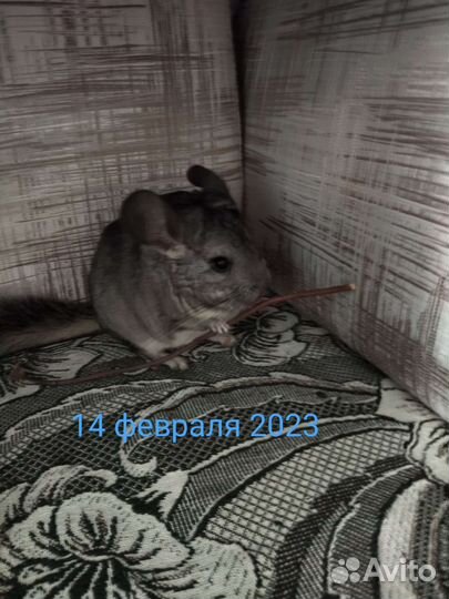 Шиншилла